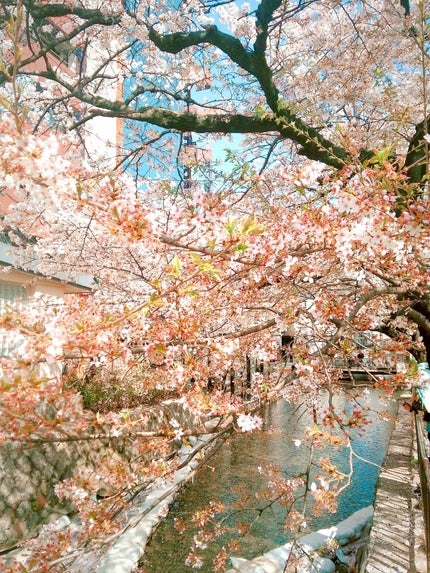Meii 🌷