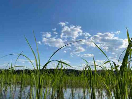 ʕ•̫͡• yuakoʕ•̫͡•