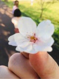桜*.