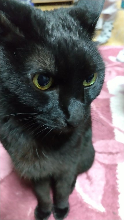 サクラ・メントール