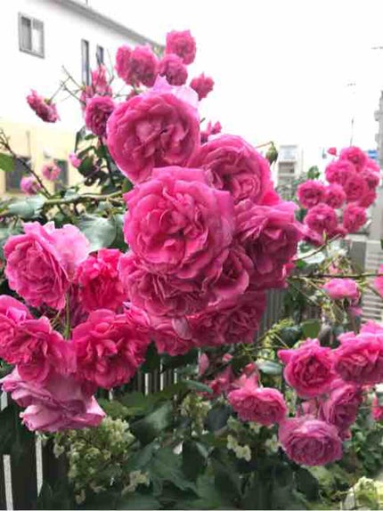 諦めたらそこで試合終了だよ