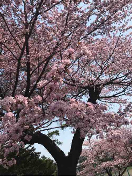 シロクマ