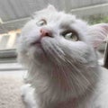 あくび