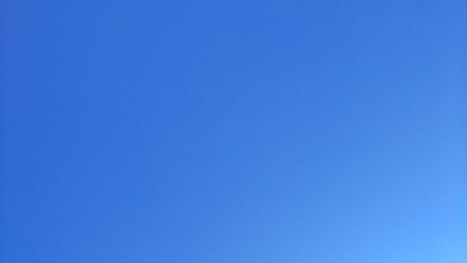 カモミール