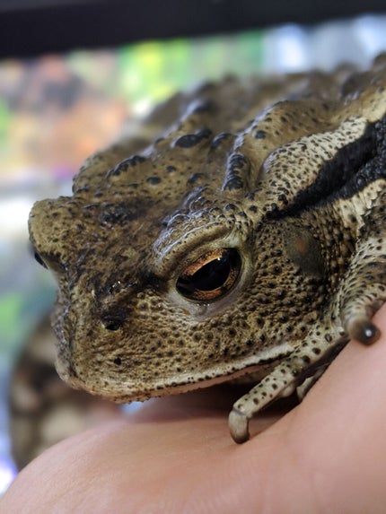 ヤドカリちゃん🐚