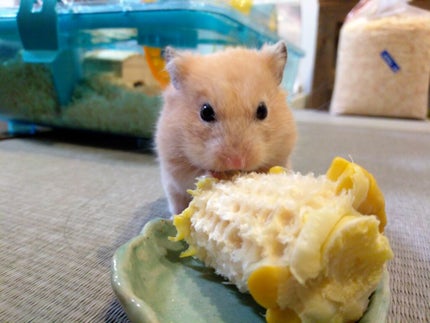 乾燥肌に負けないゾ