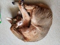 まゆ