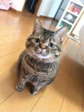 ねこ2