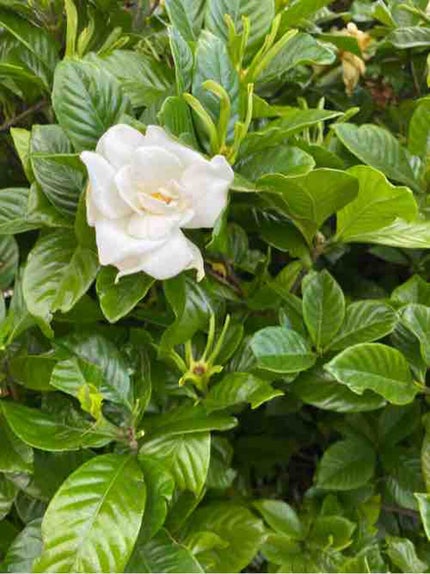 gardenia