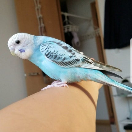 ツキちゃん