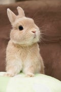 ち(こ♡(●´ω`●))