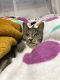 いなば