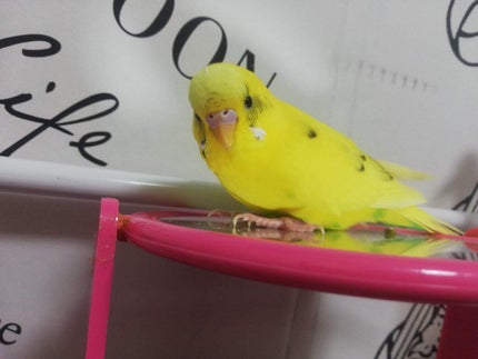 ▽▲バシュラ▲▽