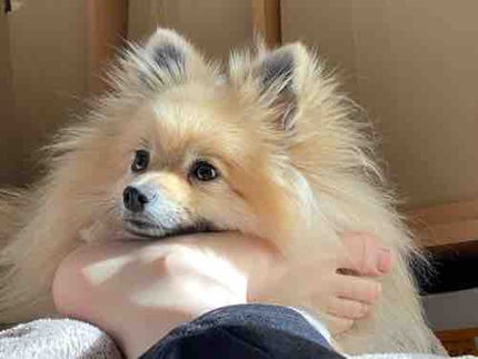 睡蓮