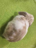 れゃん