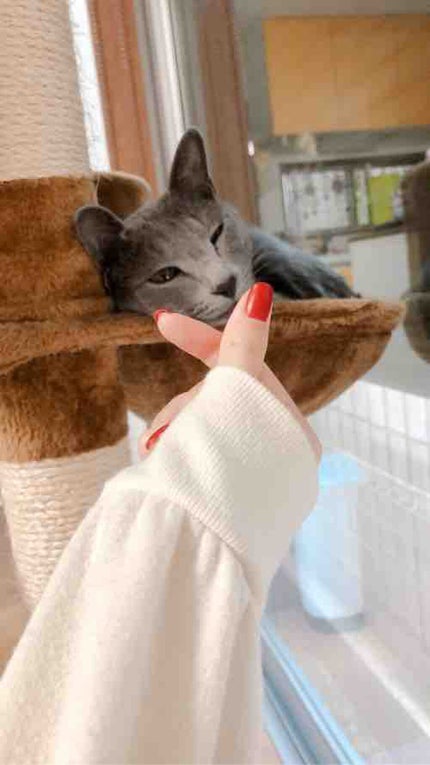 猫しか勝たん😻