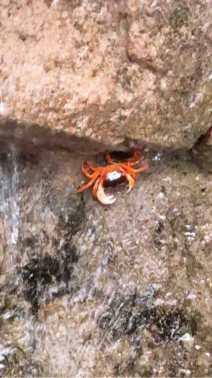 いの🦀