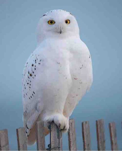 snowyowl1990