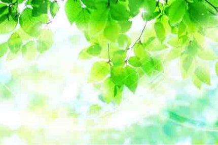 ☘︎みつば☘︎