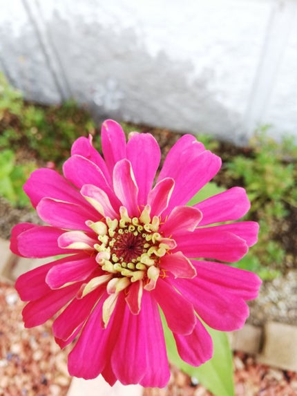 りれママ♥️韓国コスメ🇰🇷フォロバ✌️