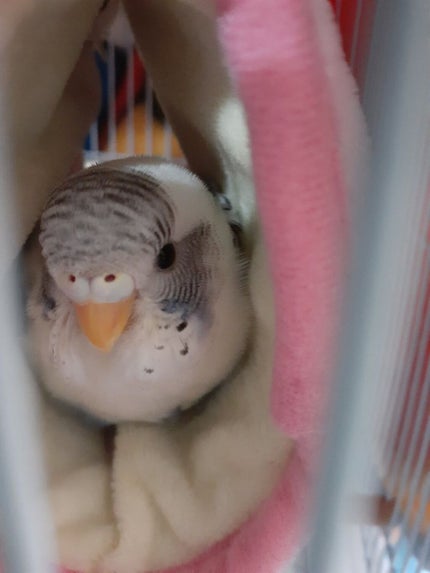 ひなみ⸜(*˙꒳˙* ིྀ)⸝