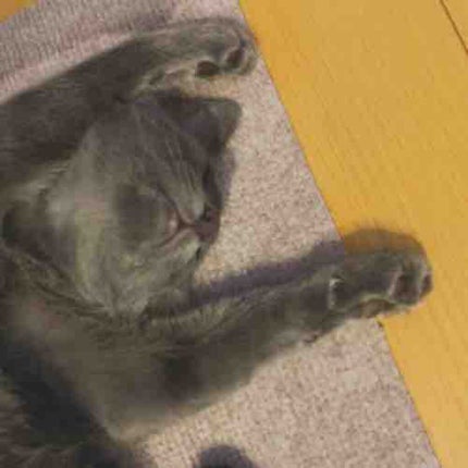 はく🧸こすめまにあ