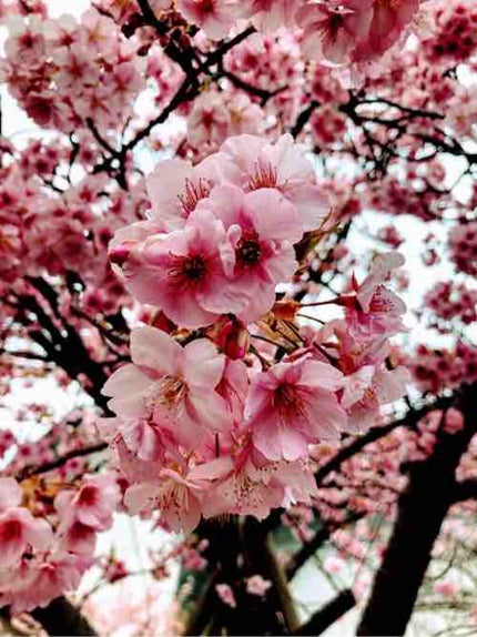 花花