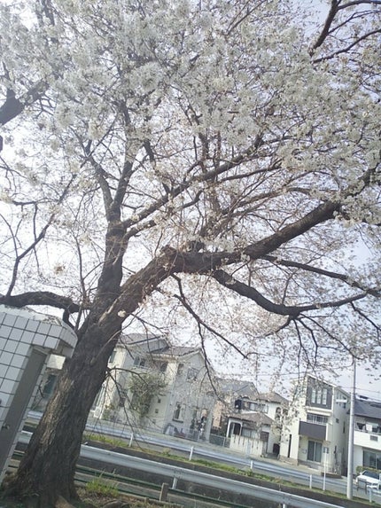 美容研究のみみ