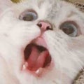みあ