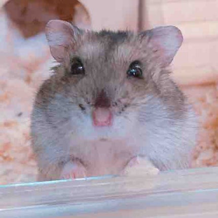 🐹Apricot🍑