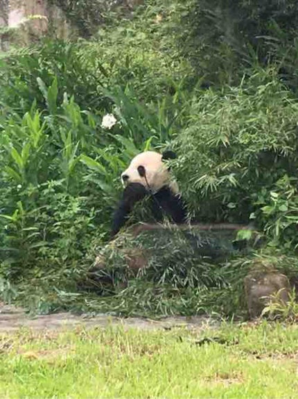 ゅさ🐼