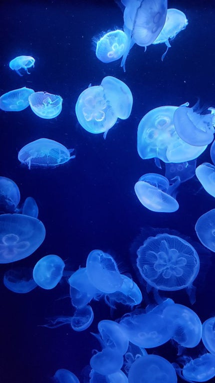 海月