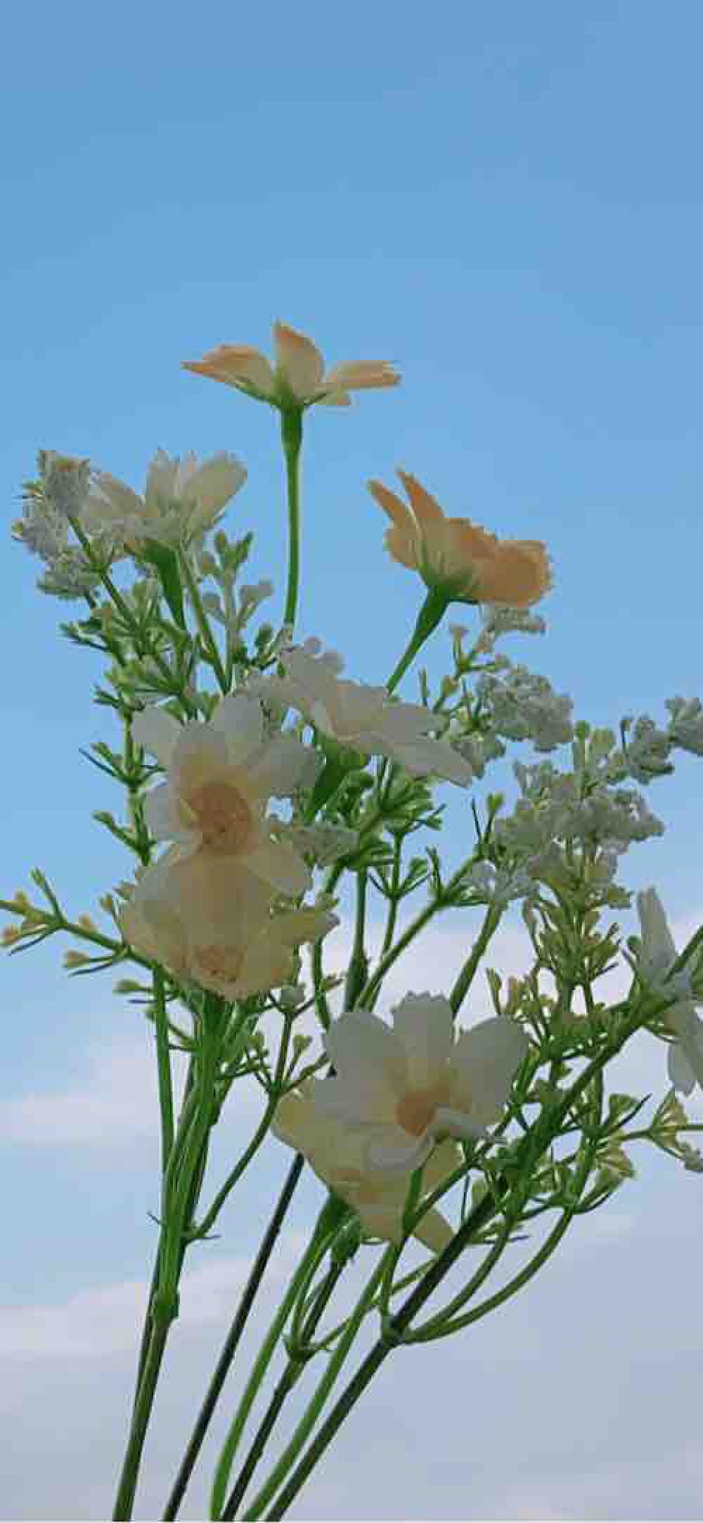 ﾋﾟｶﾋﾟｶ🧚