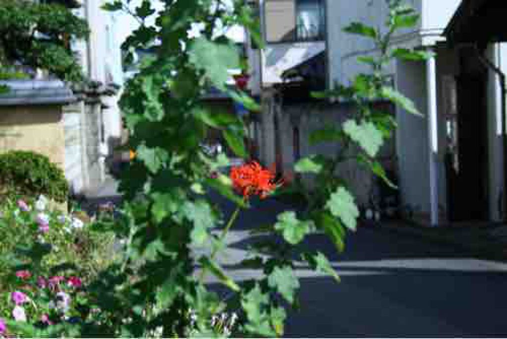ヤドカリ大魔神