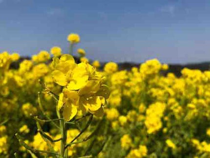 「大人になったらニキビ治るよ」はウソです