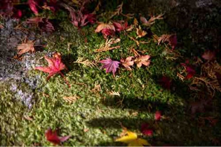 orange_🌱🌱_xyta