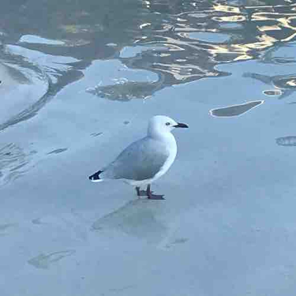 はづき🐟ﾌｫﾛﾊﾞ