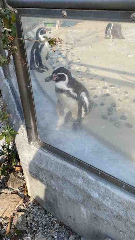 れもんちょこ