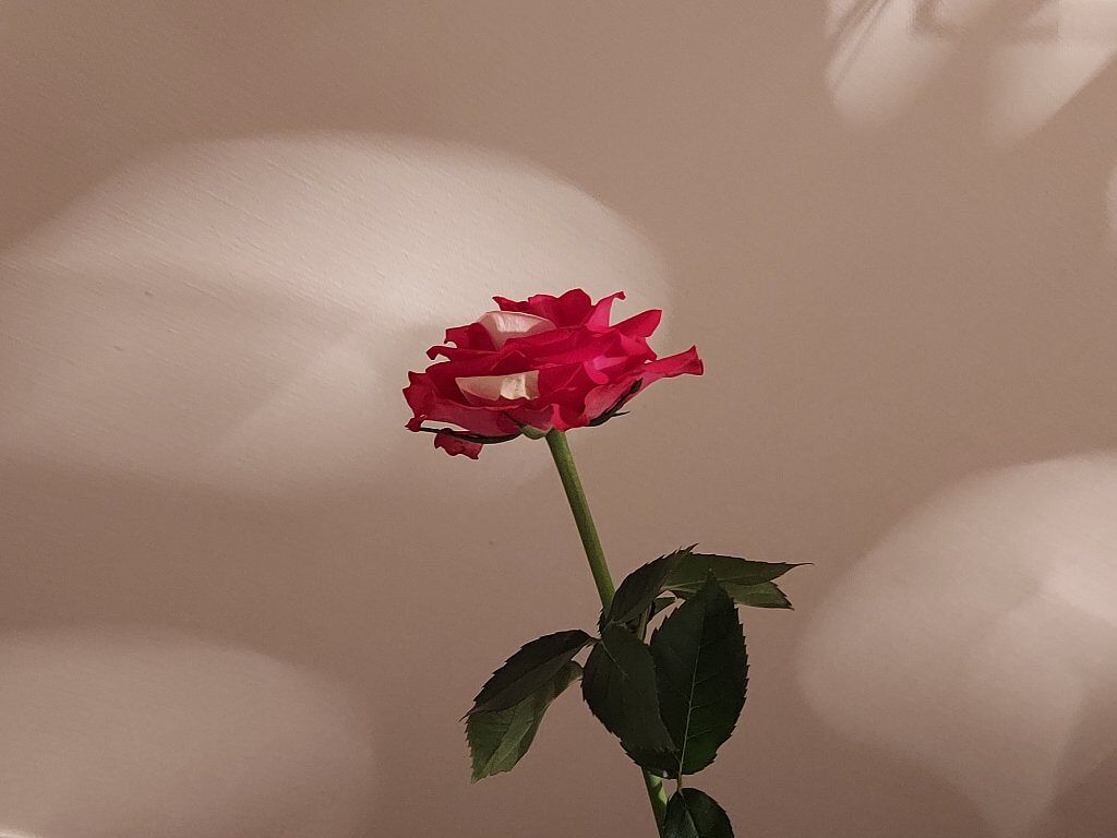 きらりんちょ✨