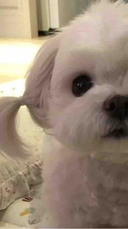 チキンラーメン