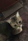 さとこ( ^ω^ )