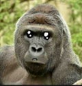 のん子🦍