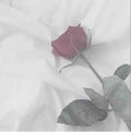 🌷"kurumi"입니다 🌷