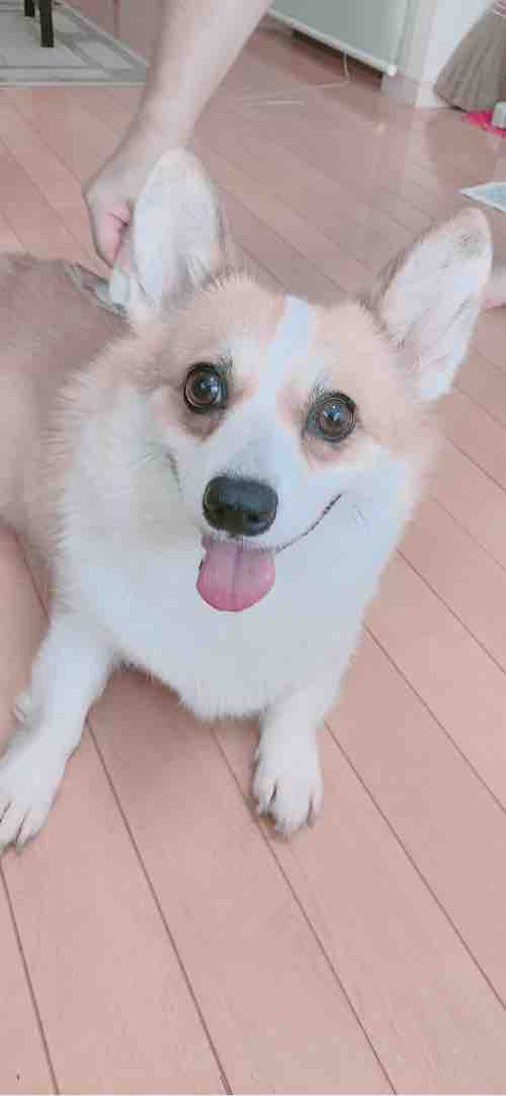 ゆうりんでヤンす！