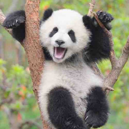 ぱんだこ🐼