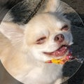 あほ