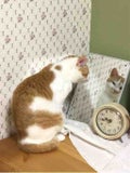 ねこ