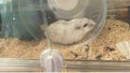 こは