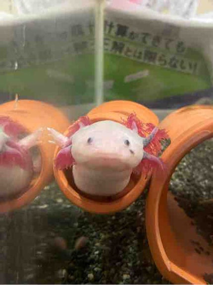 ゆいゆい★メイク難民