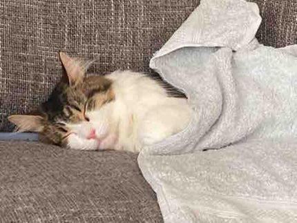 愛猫が可愛いすぎて、天使